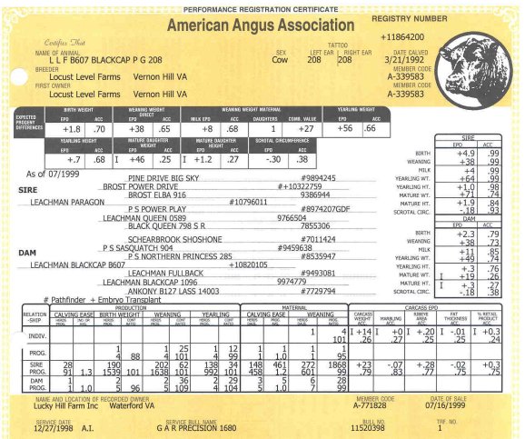 208Pedigree.jpg (86060 bytes)