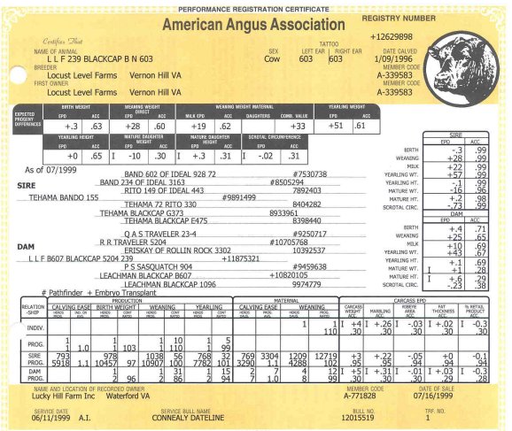 603Pedigree.jpg (86496 bytes)