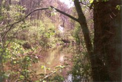 BeaverDamCreekinSpring.jpg (15476 bytes)
