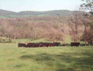 CowsGreenHillsA.jpg (21033 bytes)