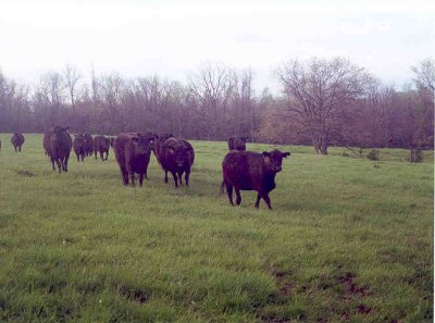 CowsInFieldA.jpg (28073 bytes)