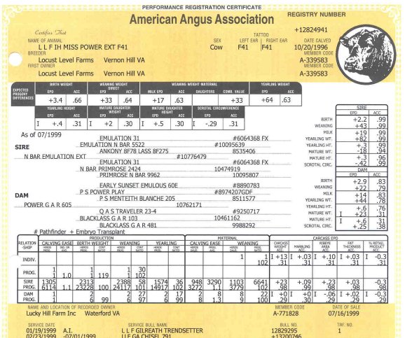 F41Pedigree.jpg (87056 bytes)